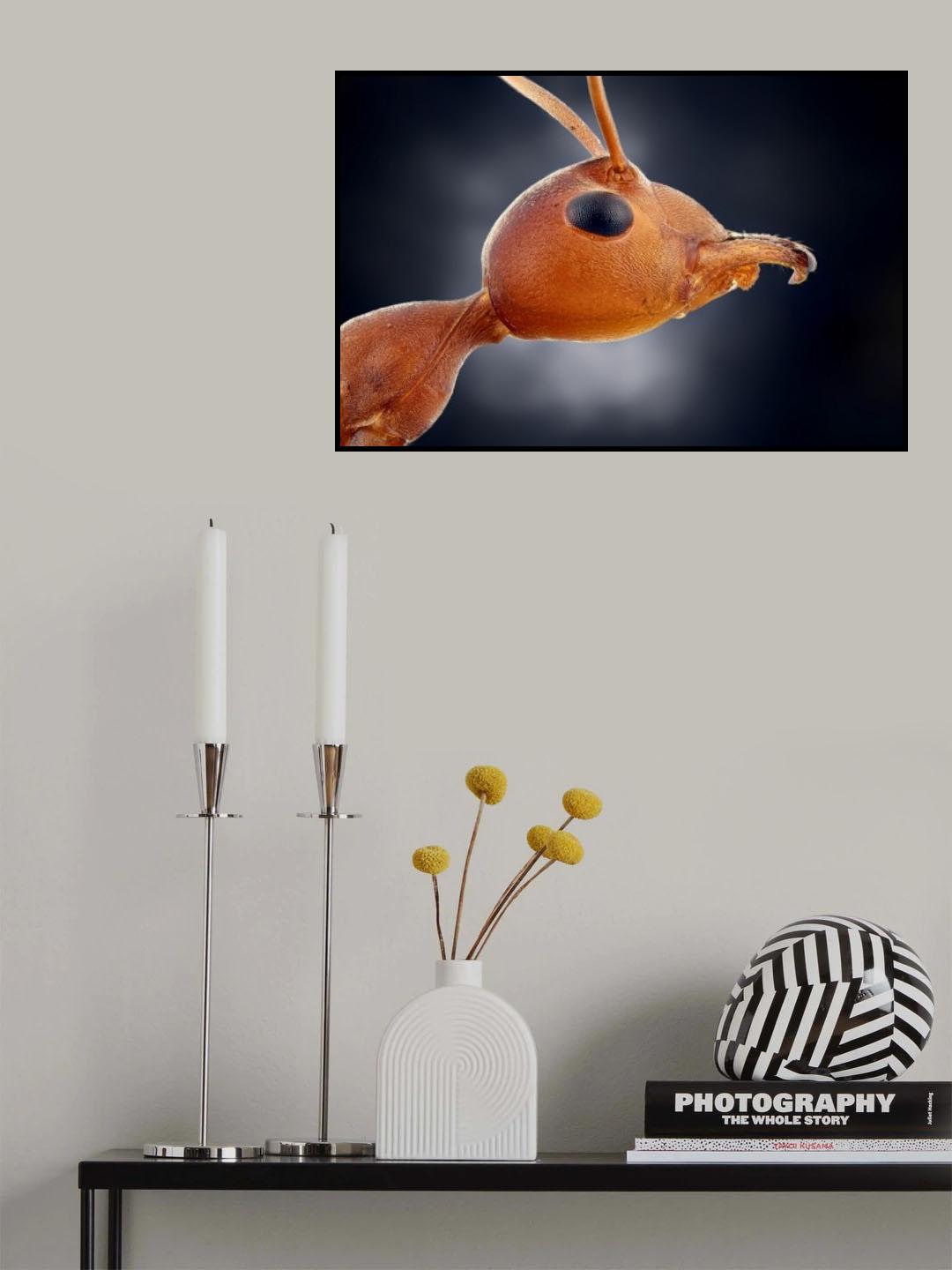 little ant Poster och Canvastavla