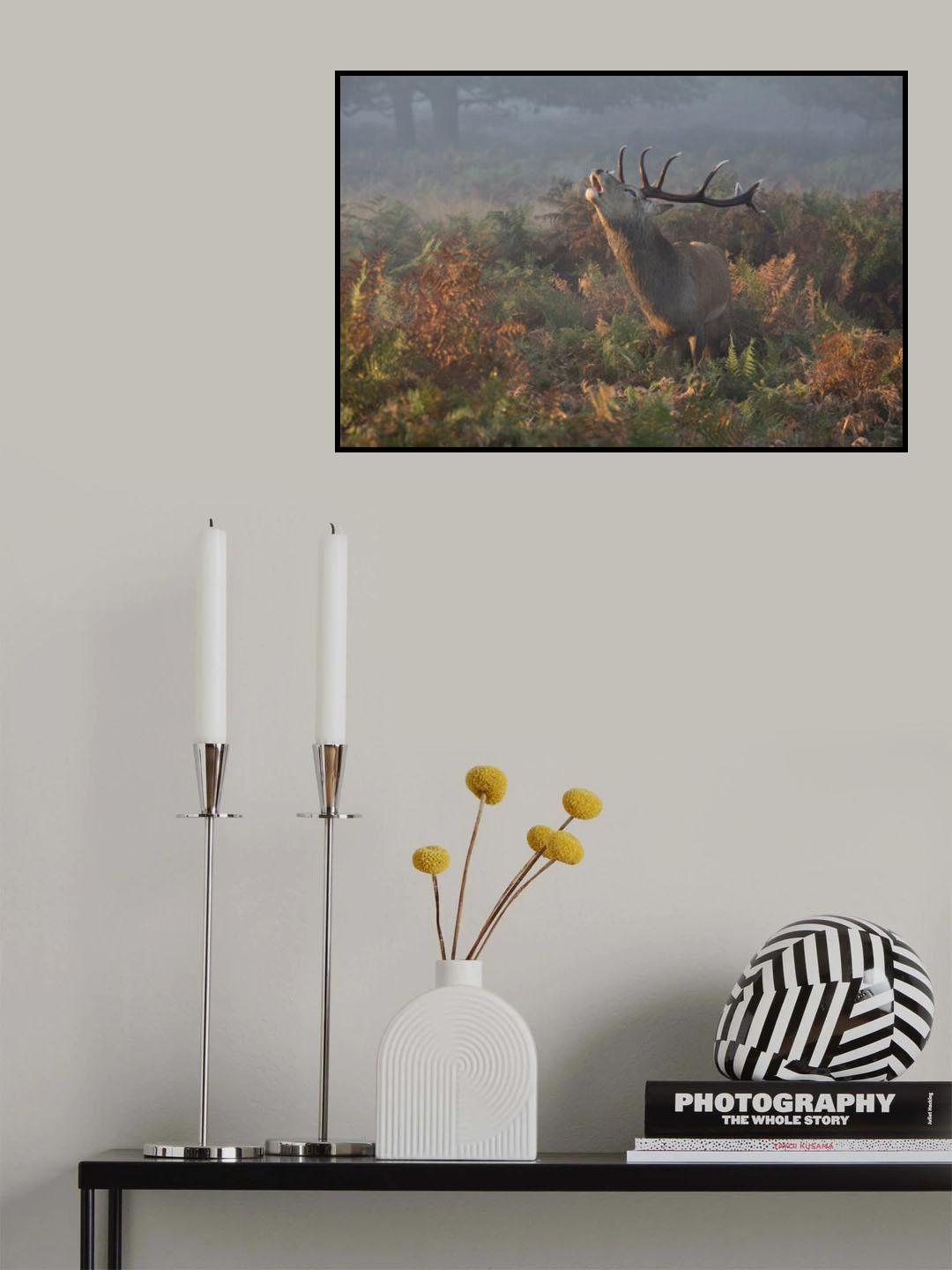 Bellowing Stag Deer Poster och Canvastavla
