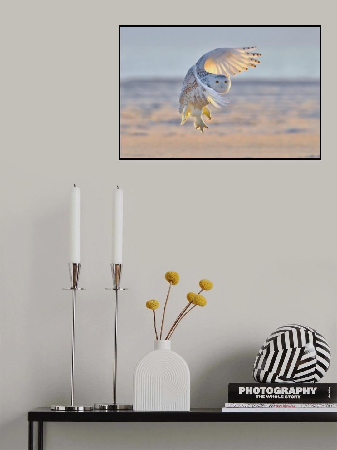 Snowy Owl Poster och Canvastavla