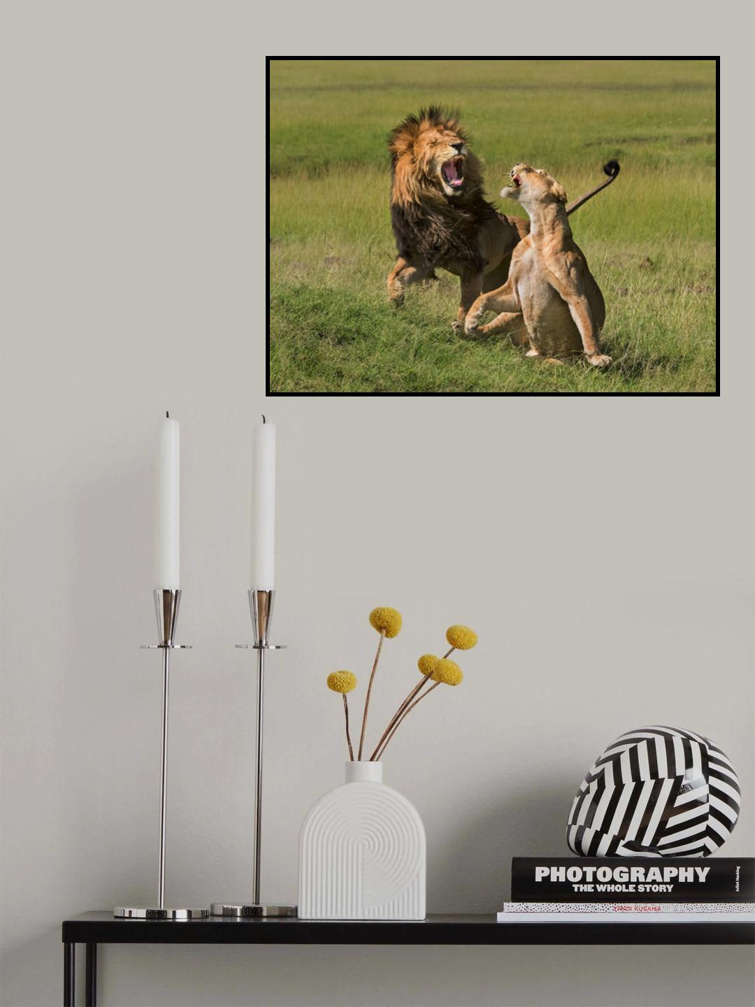 Lions mating Poster och Canvastavla