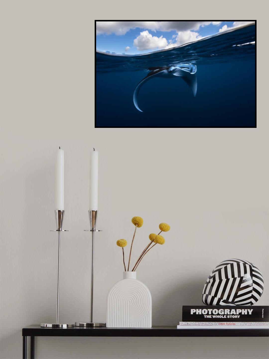 Little Manta ray Poster och Canvastavla