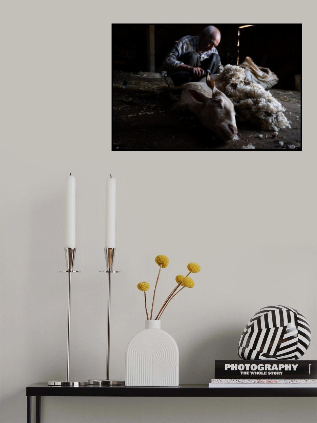 Sheep shearing Poster och Canvastavla