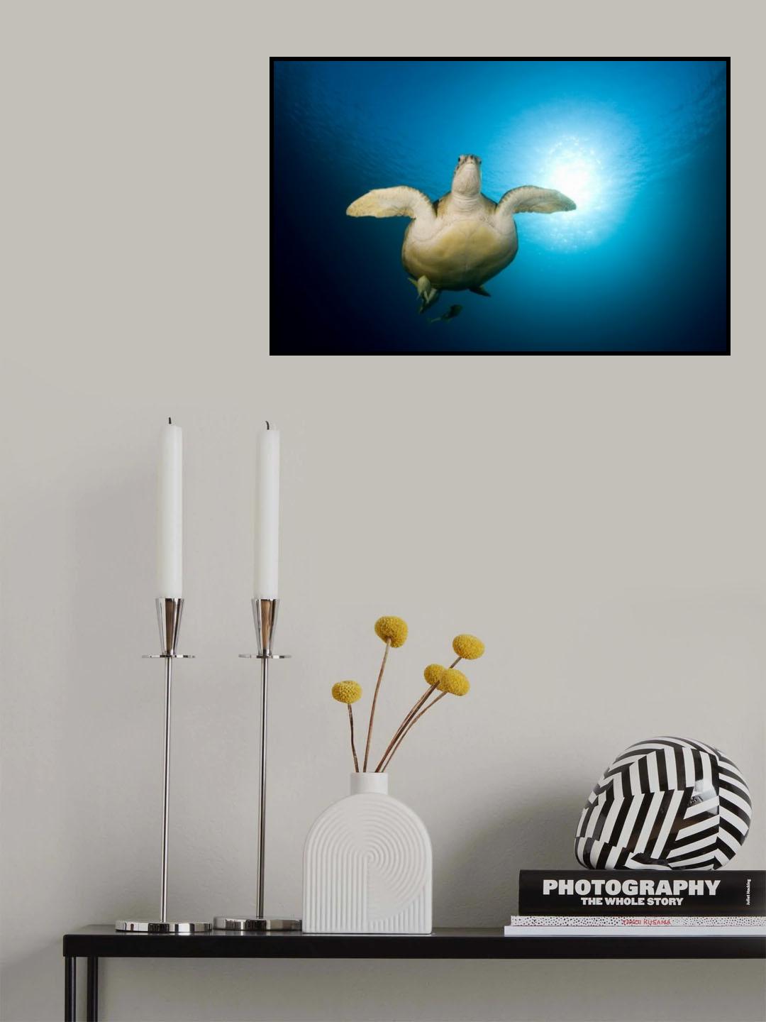 Green turtle Poster och Canvastavla