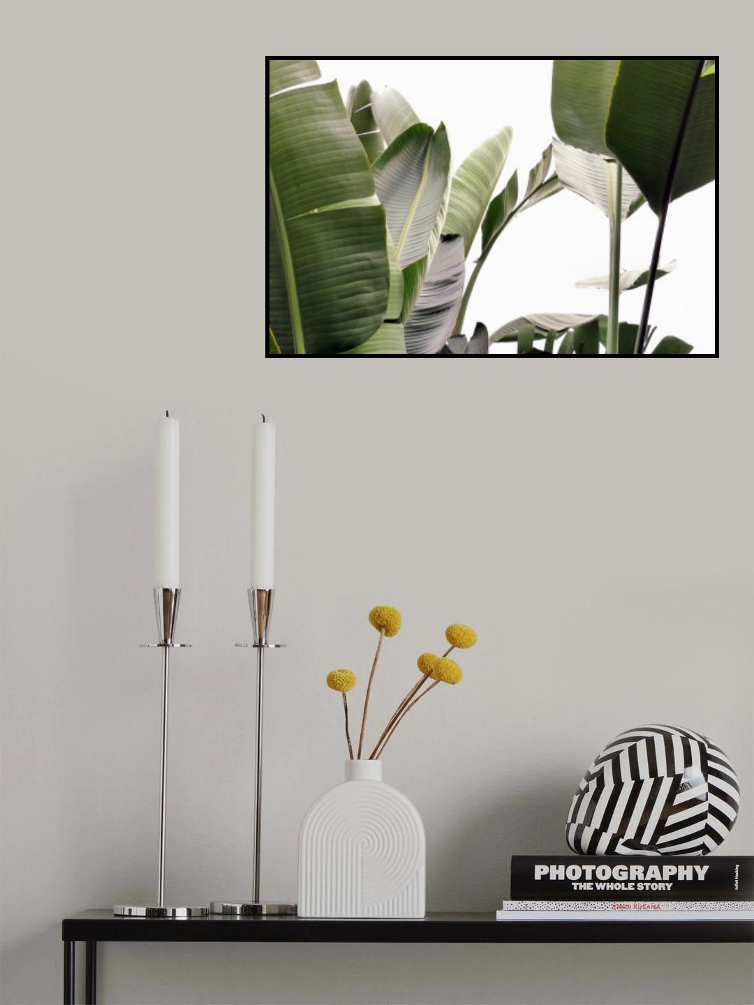 Travellers Palm Leaves Foliage Photo 01 Poster och Canvastavla
