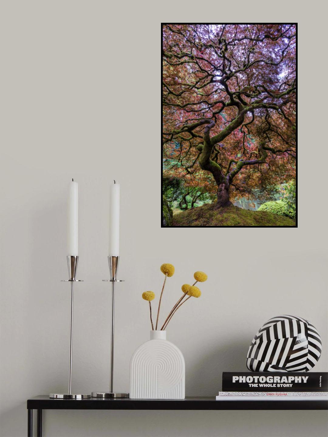 Japanese Maple Tree Poster och Canvastavla
