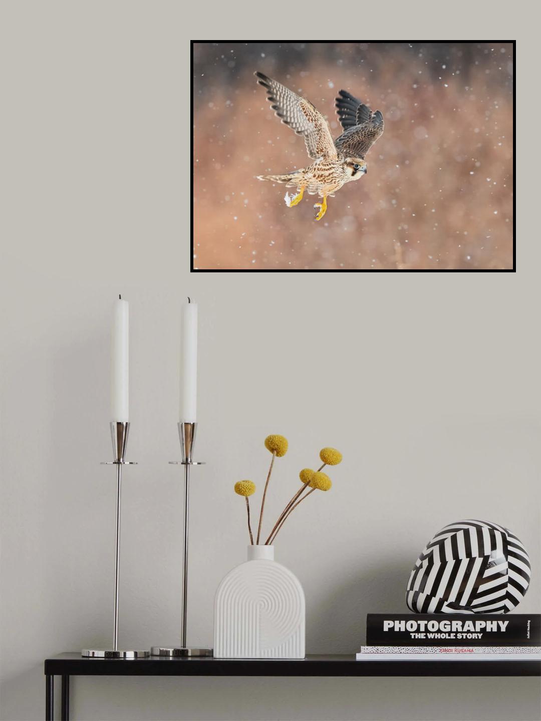 Fast flying falcon in the bliazard Poster och Canvastavla