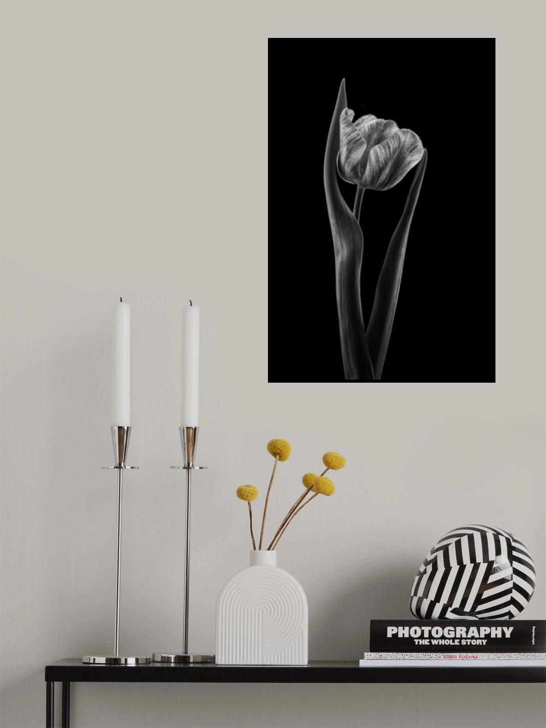 Rembrandt tulip Poster och Canvastavla