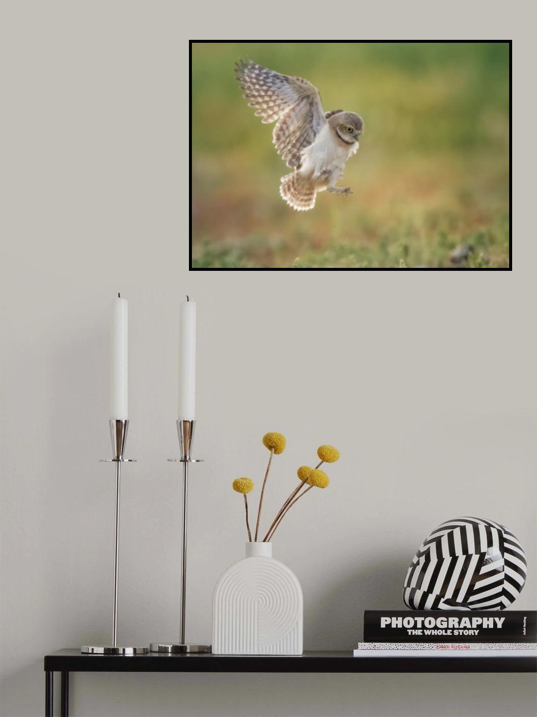 Burrowing owl Poster och Canvastavla