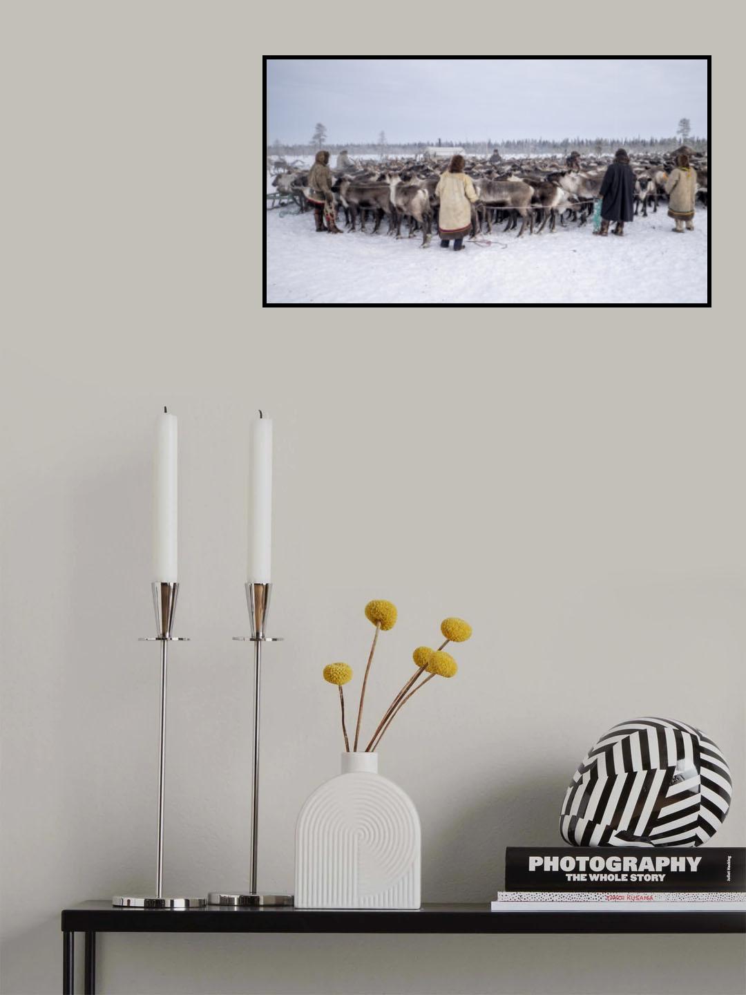 Herd in the corral Poster och Canvastavla