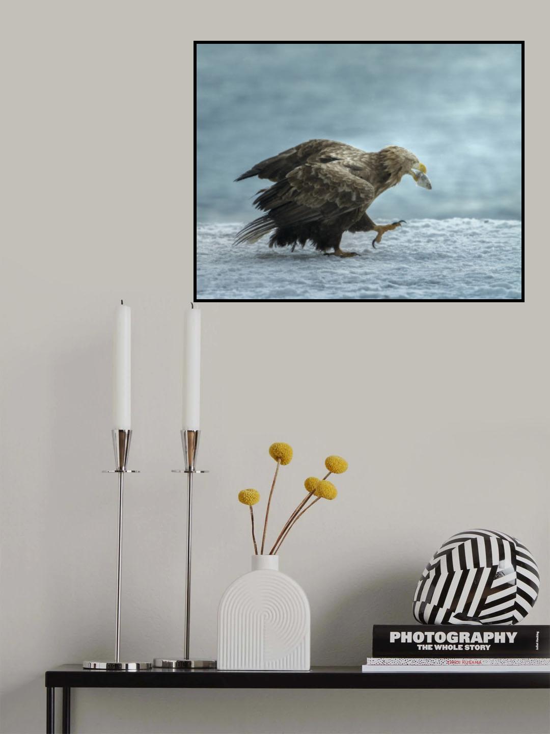 white-tailed Eagle with prey Poster och Canvastavla