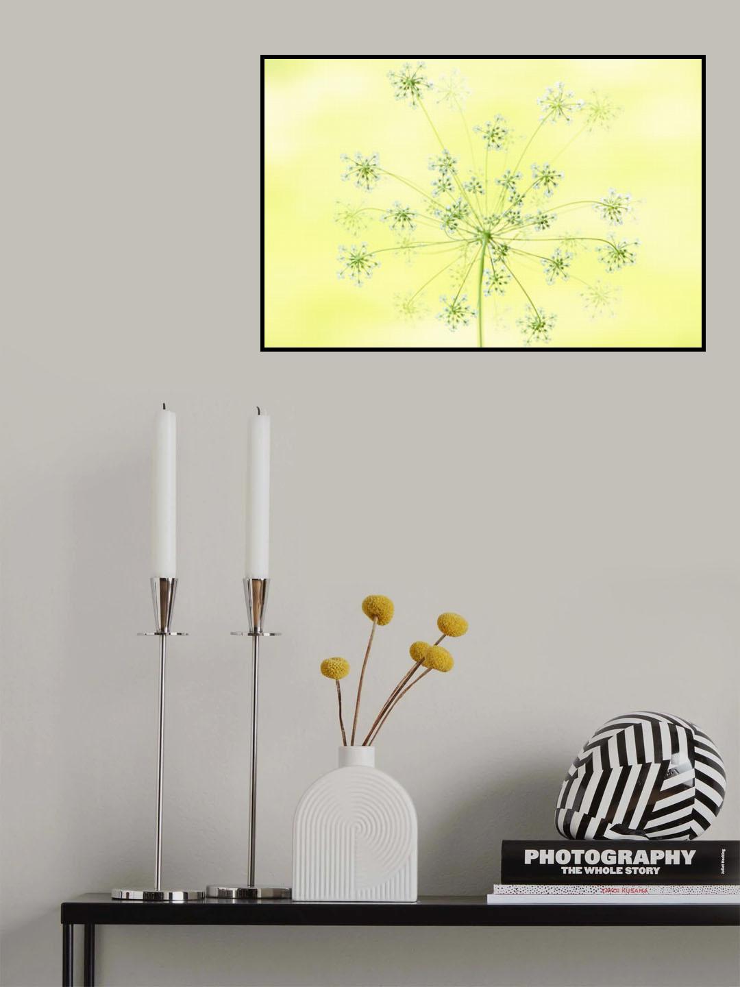 Queen Anne's Lace Poster och Canvastavla