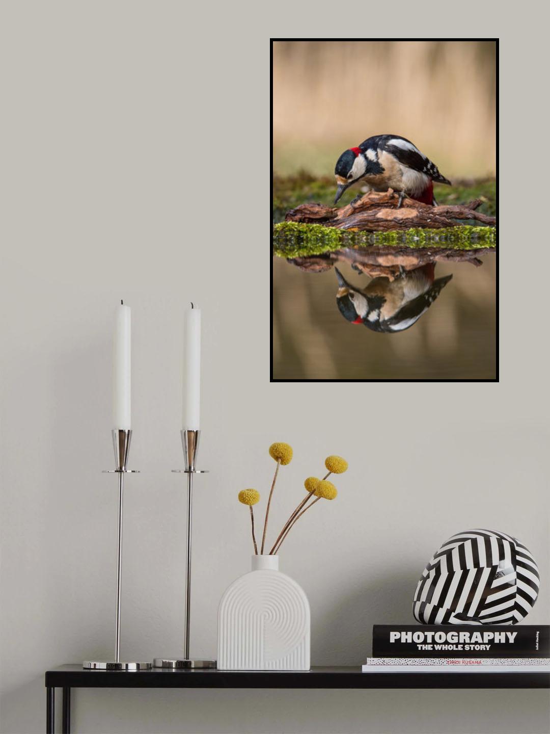 The Great Spotted Woodpecker, Dendrocopos major Poster och Canvastavla