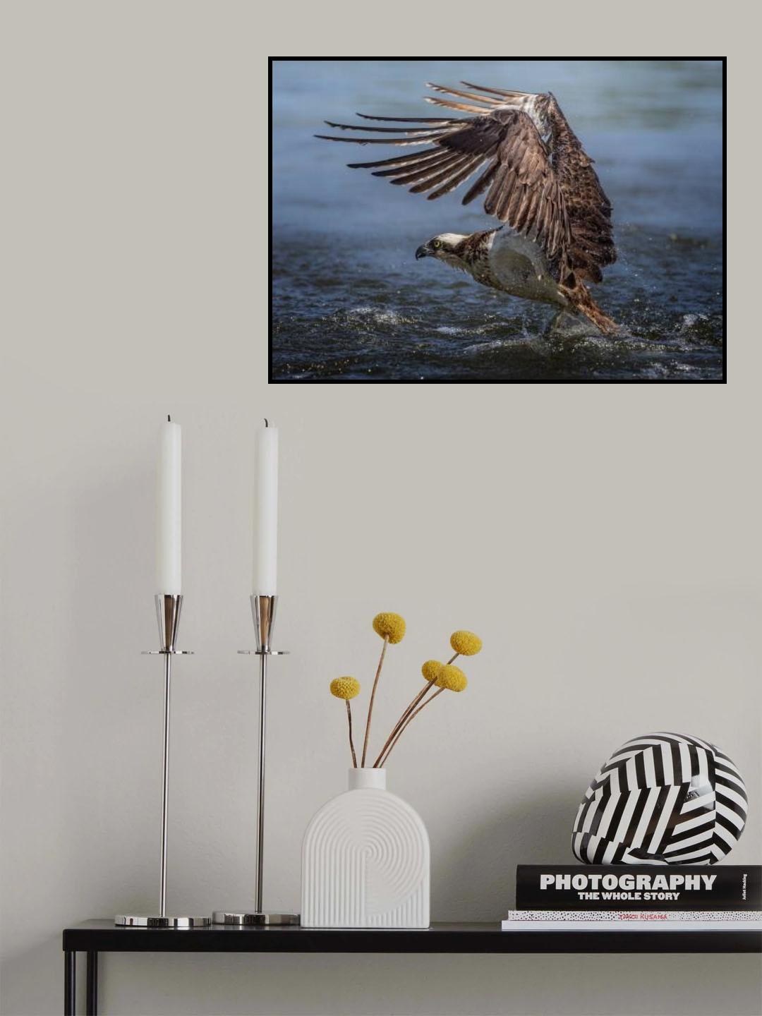 Osprey hunting Poster och Canvastavla