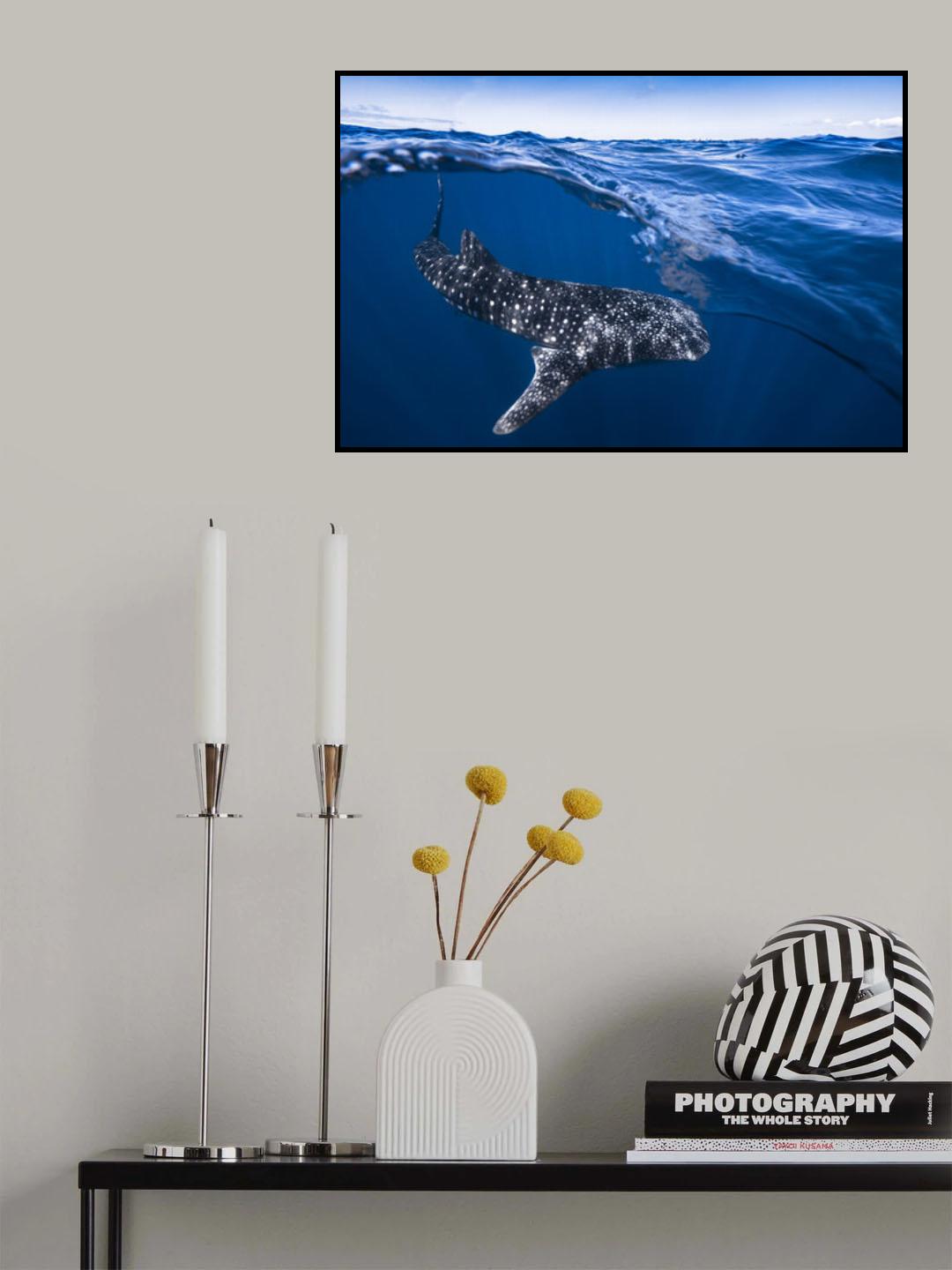 Whale Shark on split level Poster och Canvastavla