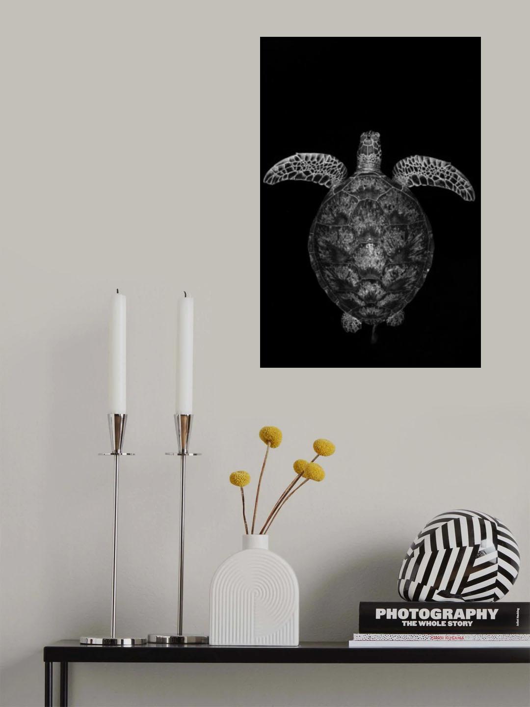 Green turtle on black and white Poster och Canvastavla