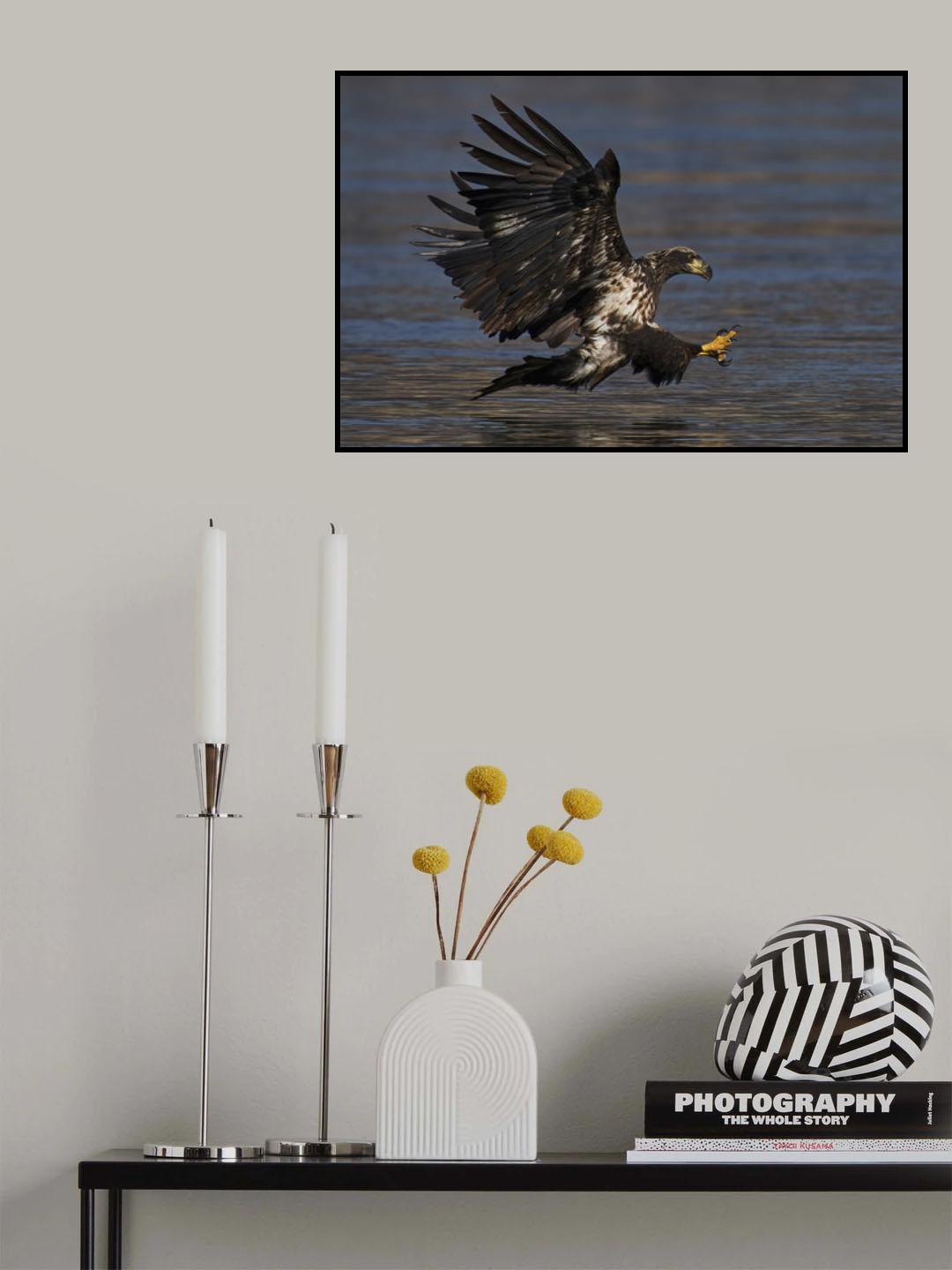 Bald eagle hunting Poster och Canvastavla