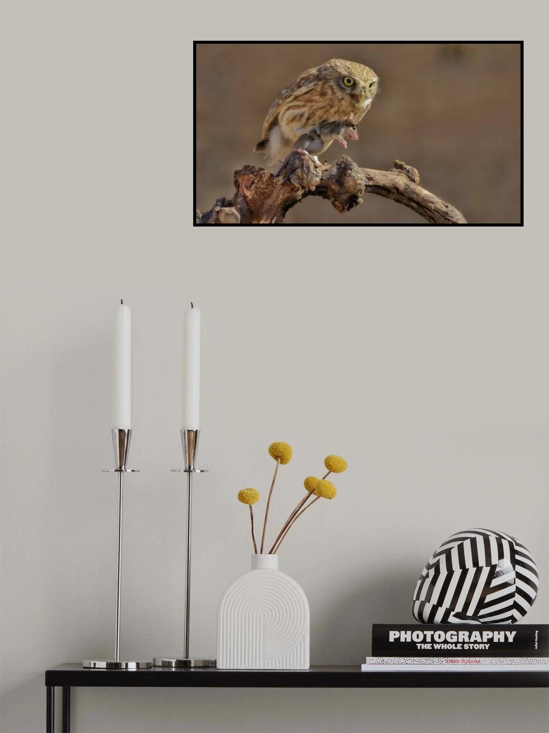 Little Owl Poster och Canvastavla