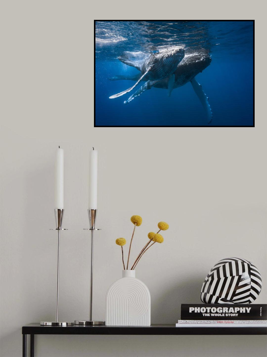 Humpback whale Poster och Canvastavla