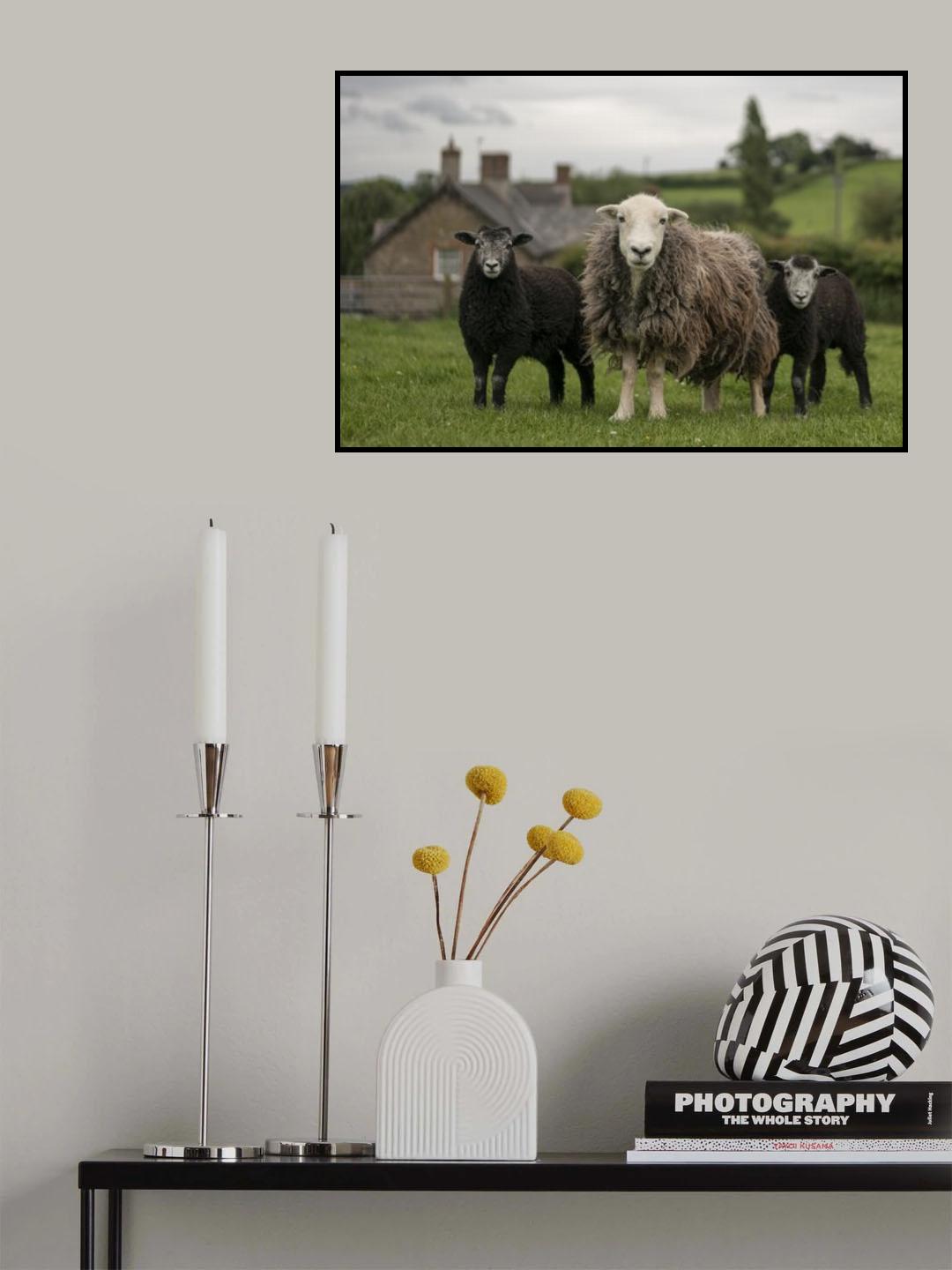 Mother and her litter Poster och Canvastavla