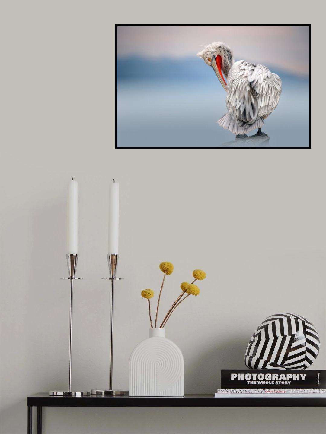 Dalmatian pelican at dawn Poster och Canvastavla