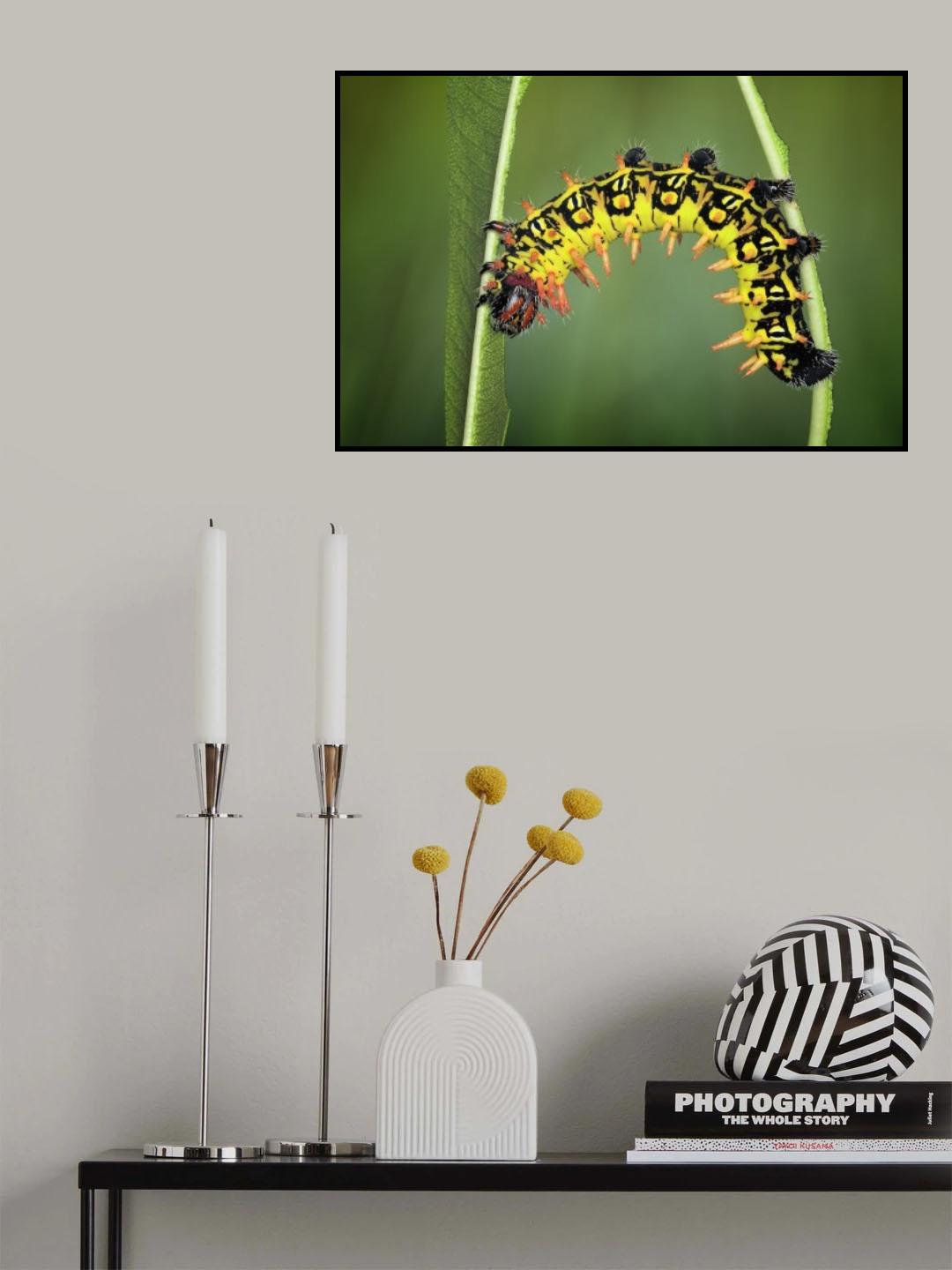 Balancing act Poster och Canvastavla