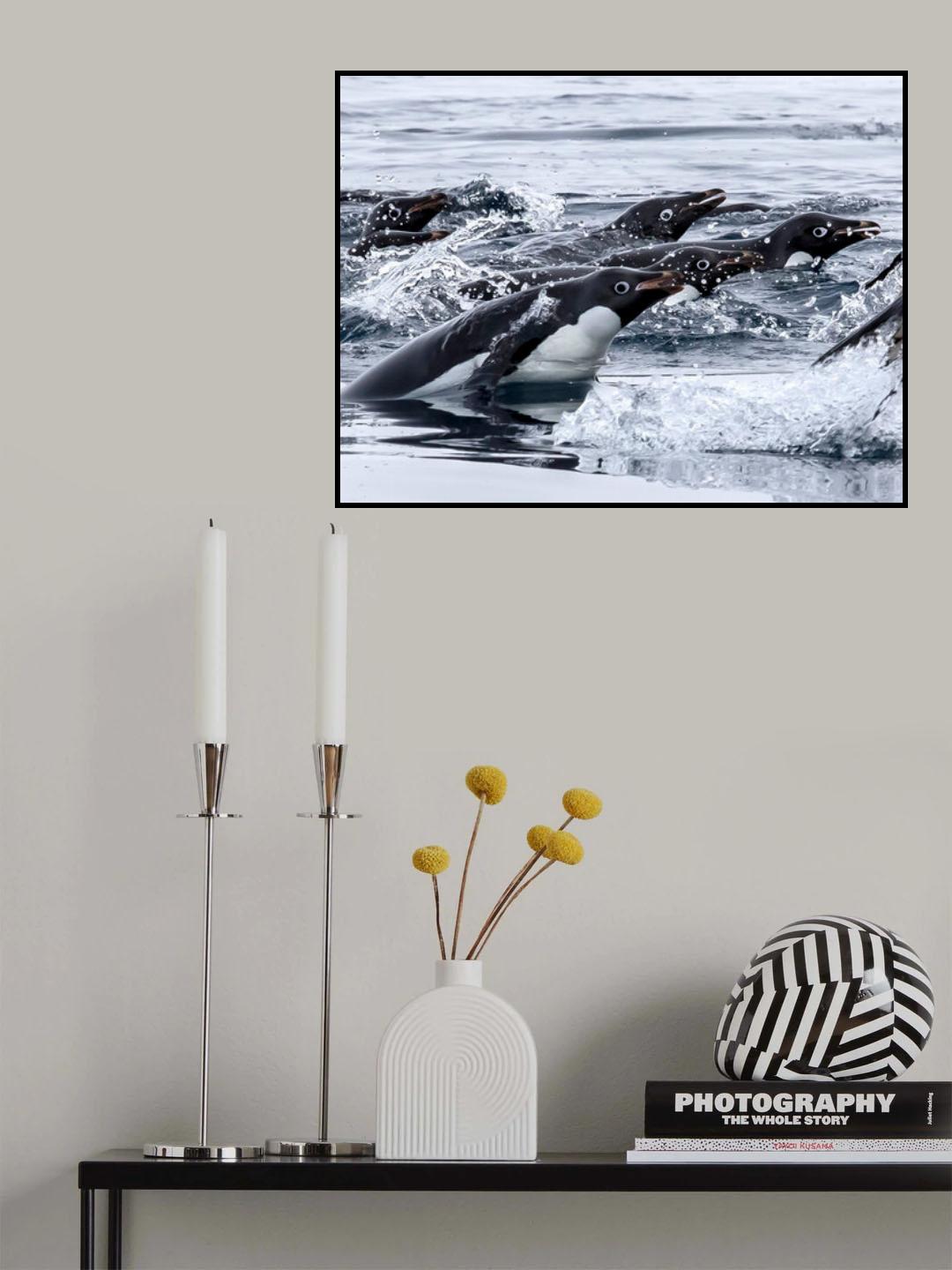 Adelie in Water Sport Poster och Canvastavla