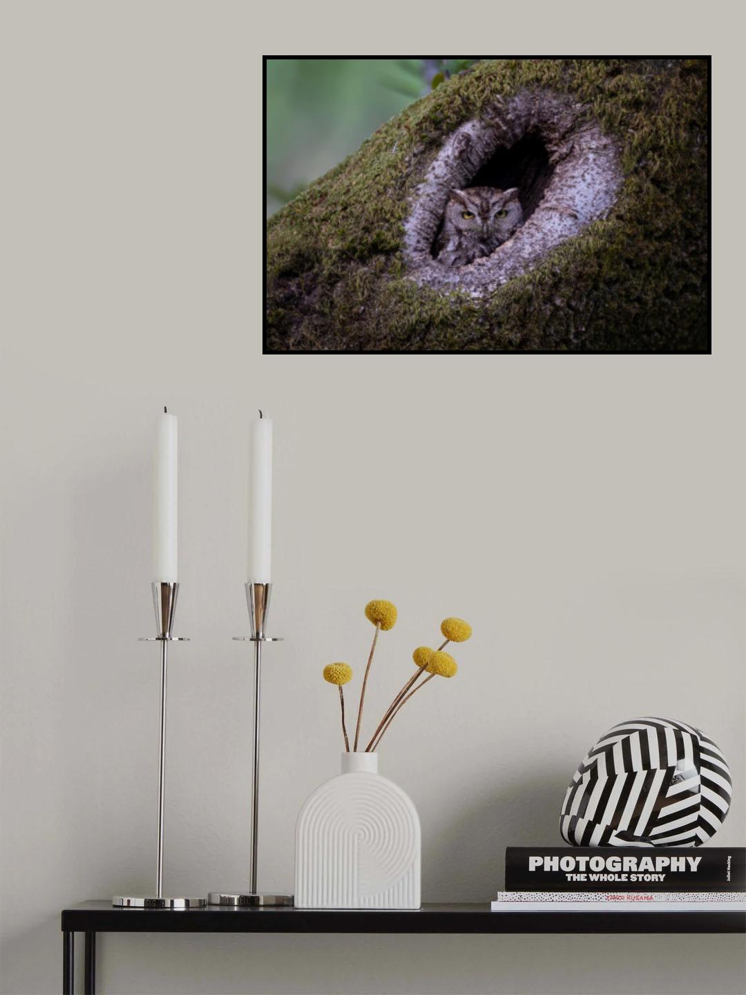 Western screech owl Poster och Canvastavla