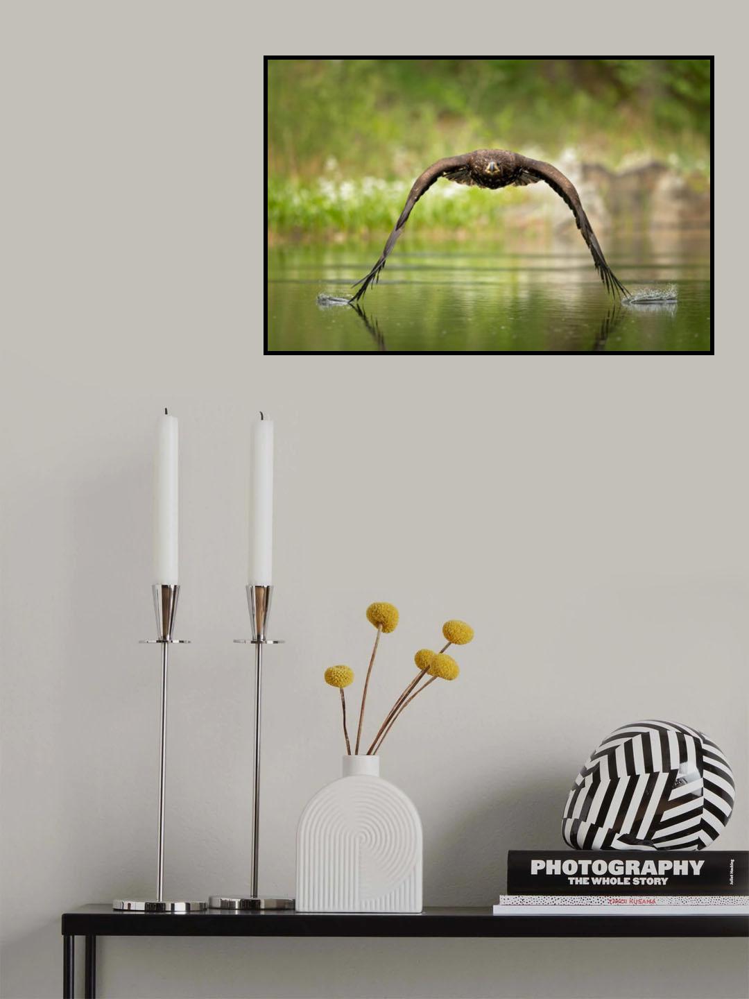 White-tailed eagle Poster och Canvastavla