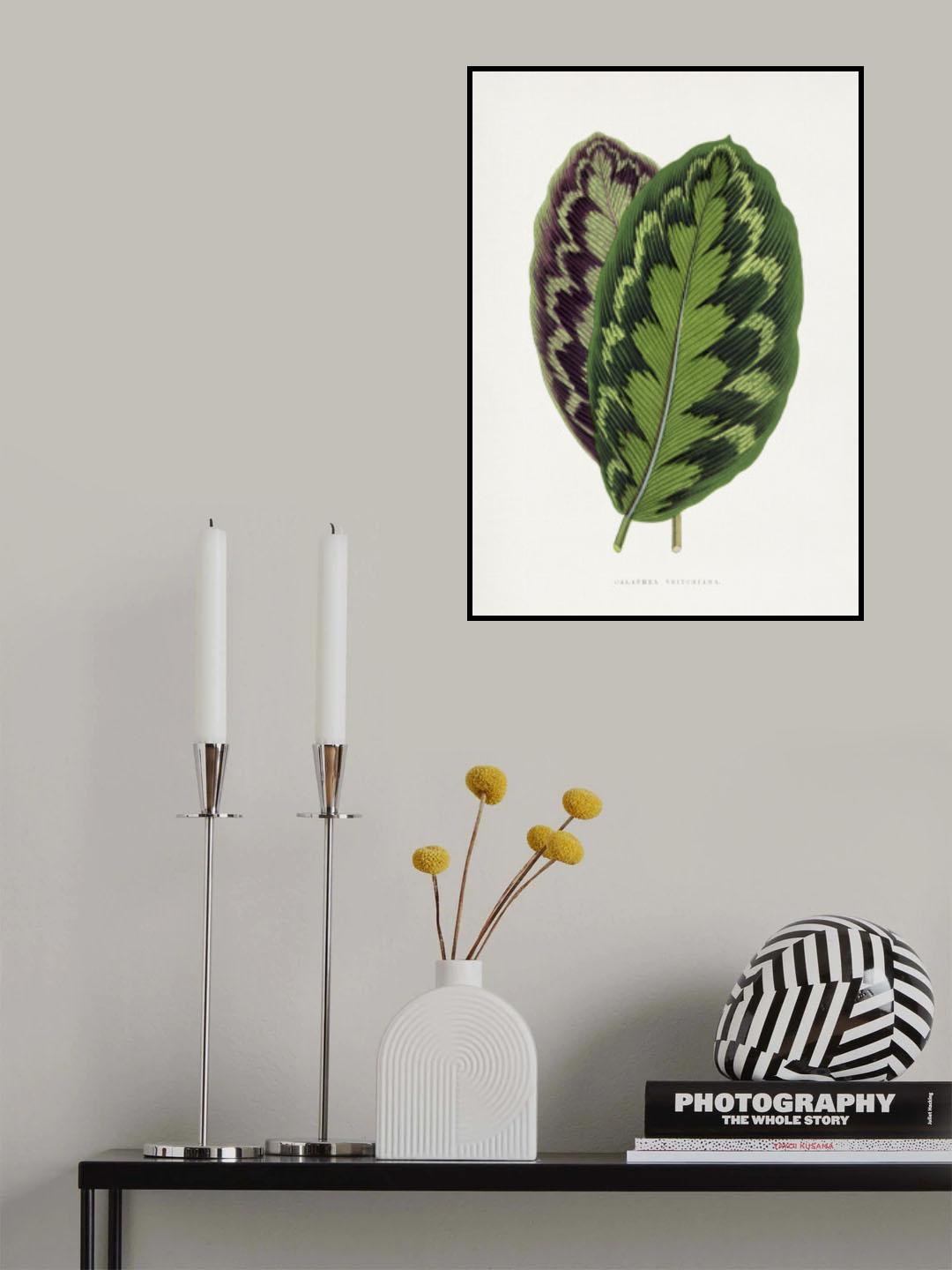Calathea Veitchiana Leaf Illustration Poster och Canvastavla