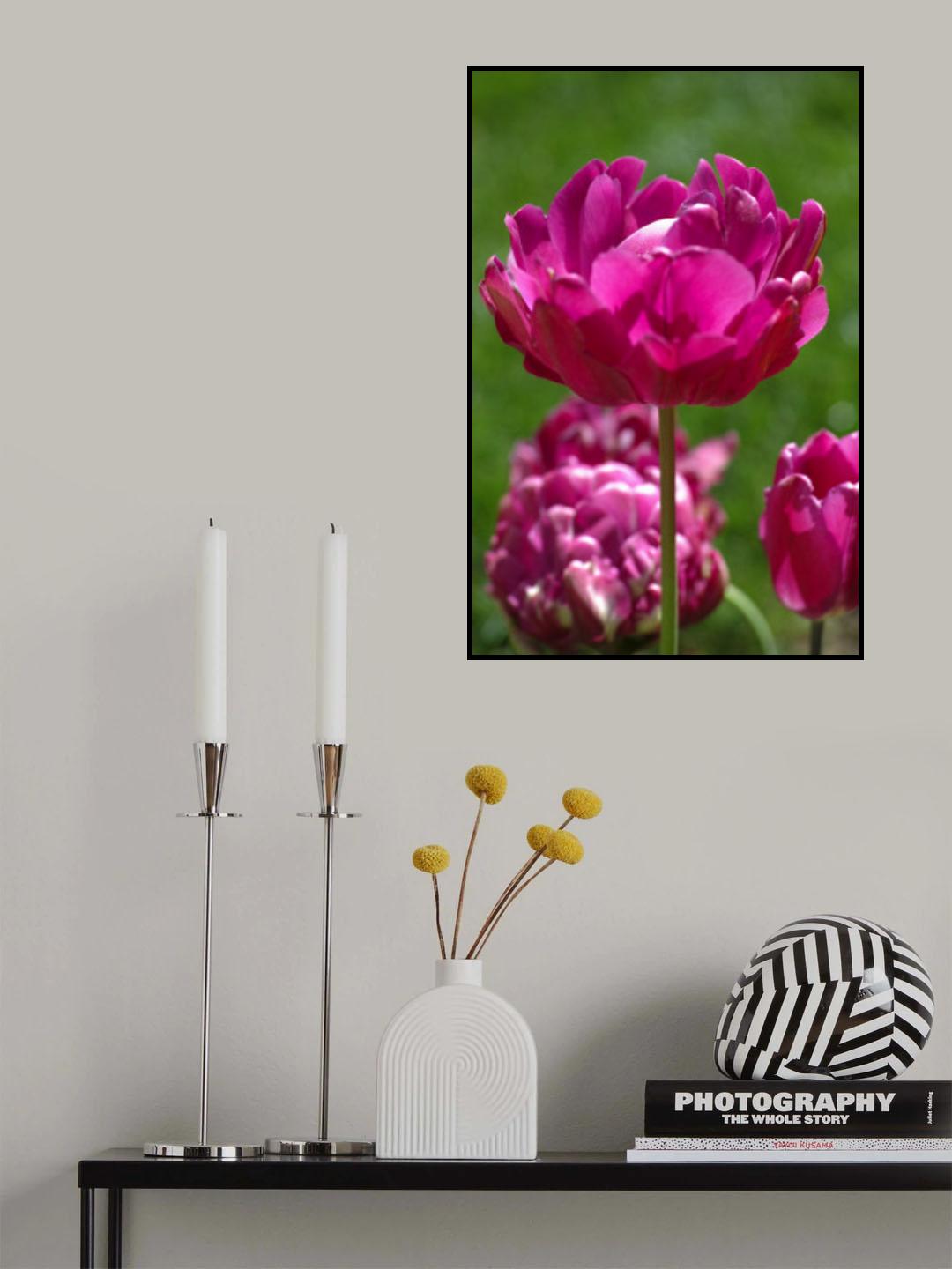 purple tulip Poster och Canvastavla