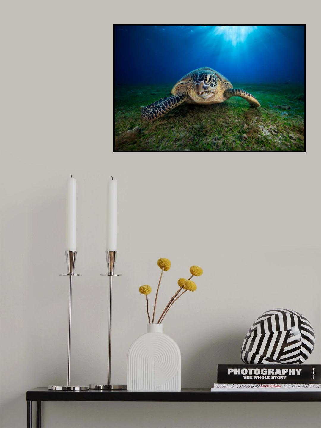 Green turtle Poster och Canvastavla