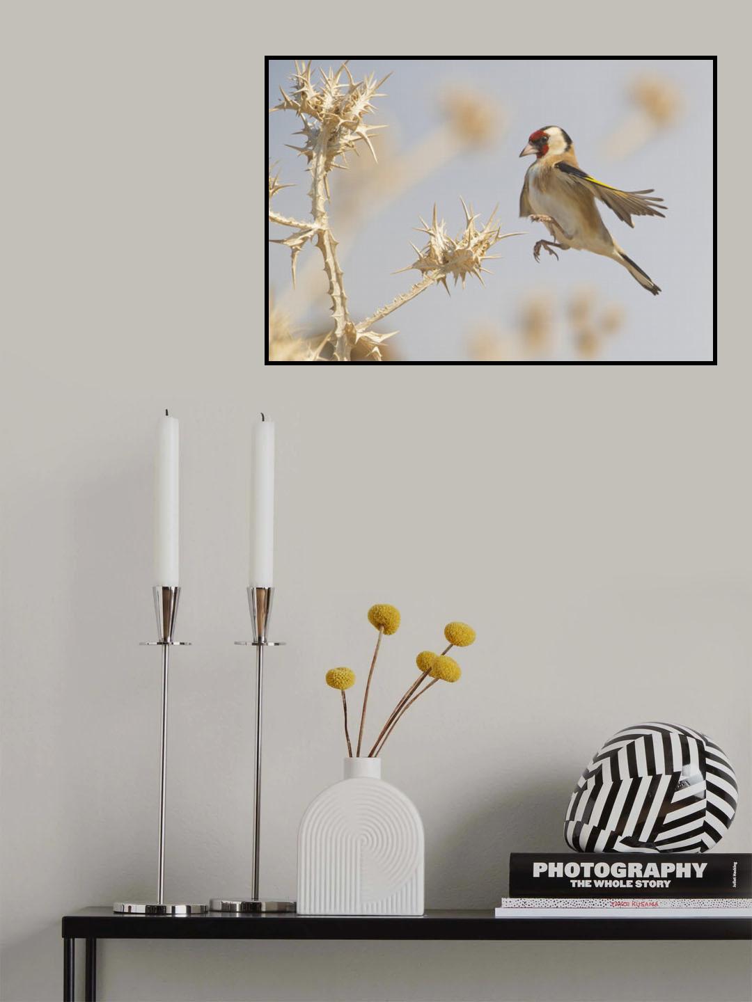 Goldfinch in a jump on thistle Poster och Canvastavla