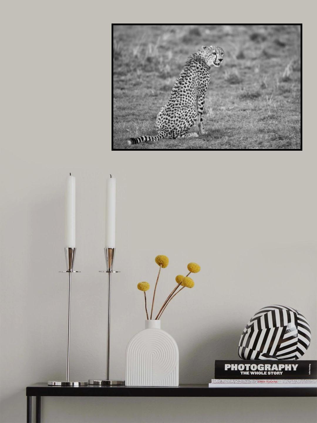 Cheetah Poster och Canvastavla