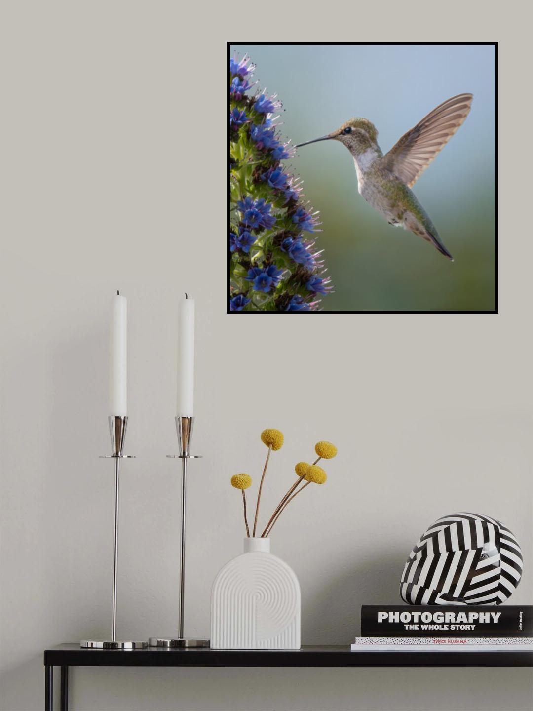 Hummingbird Poster och Canvastavla