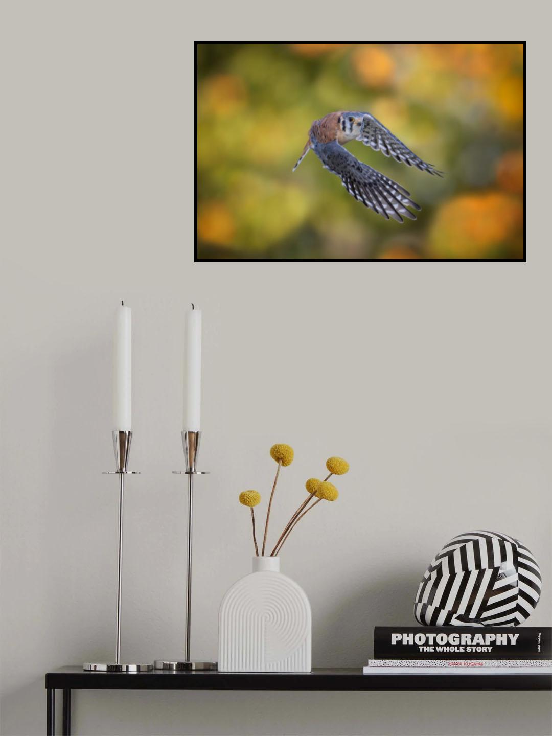 American Kestrel Poster och Canvastavla