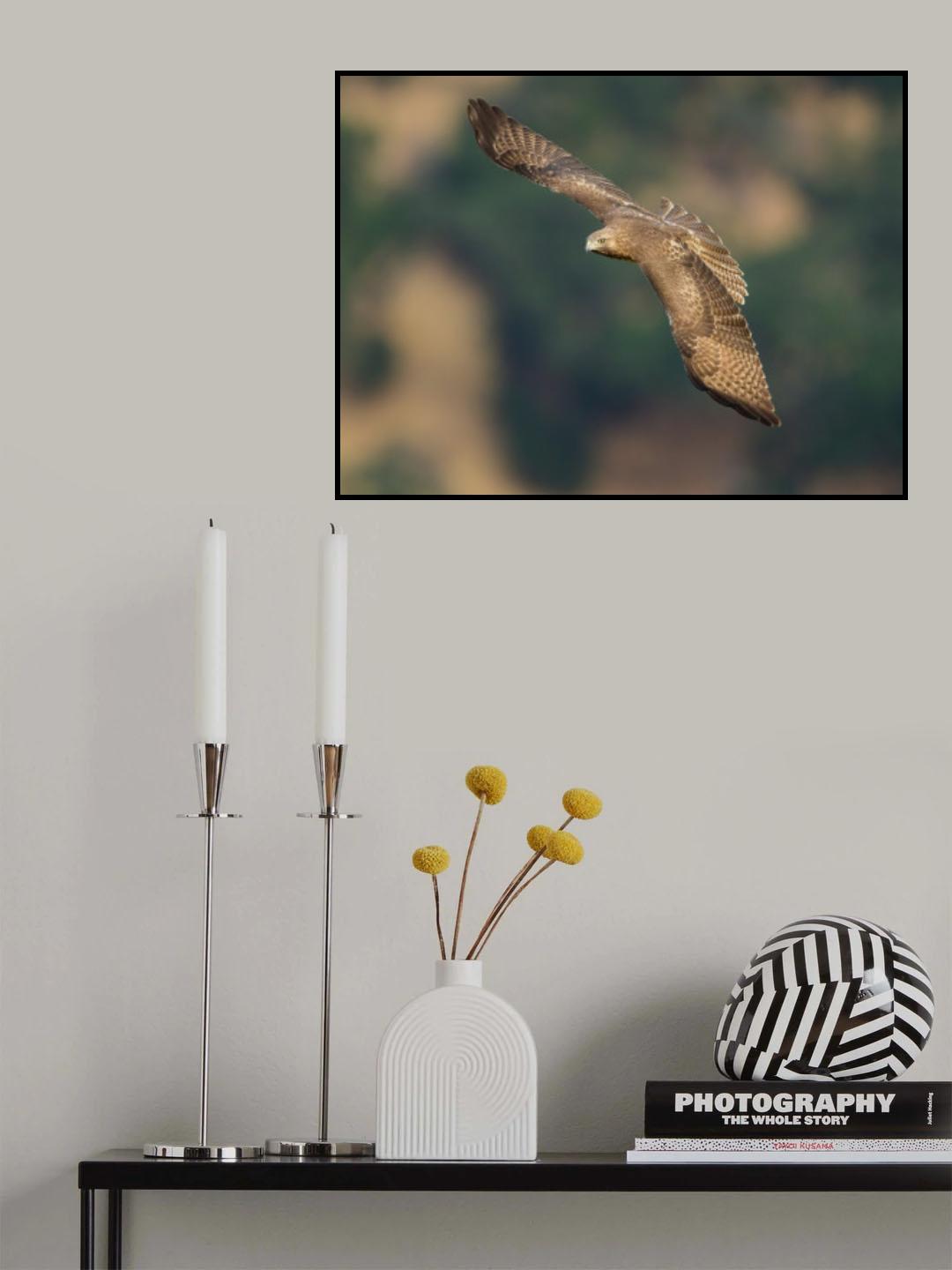 Red-tailed Hawk Poster och Canvastavla