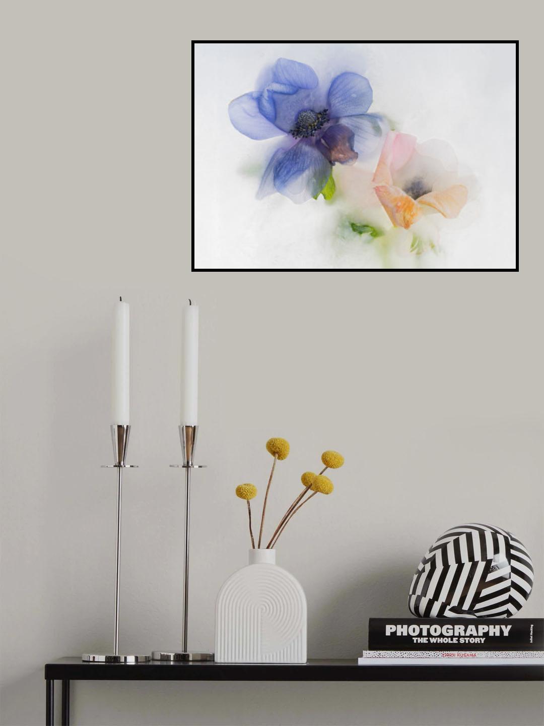 Blue and orange Anemone Poster och Canvastavla