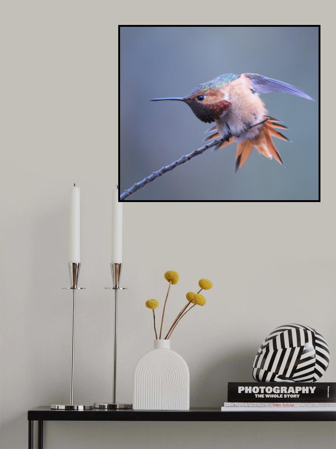 Allen's hummingbird Poster och Canvastavla