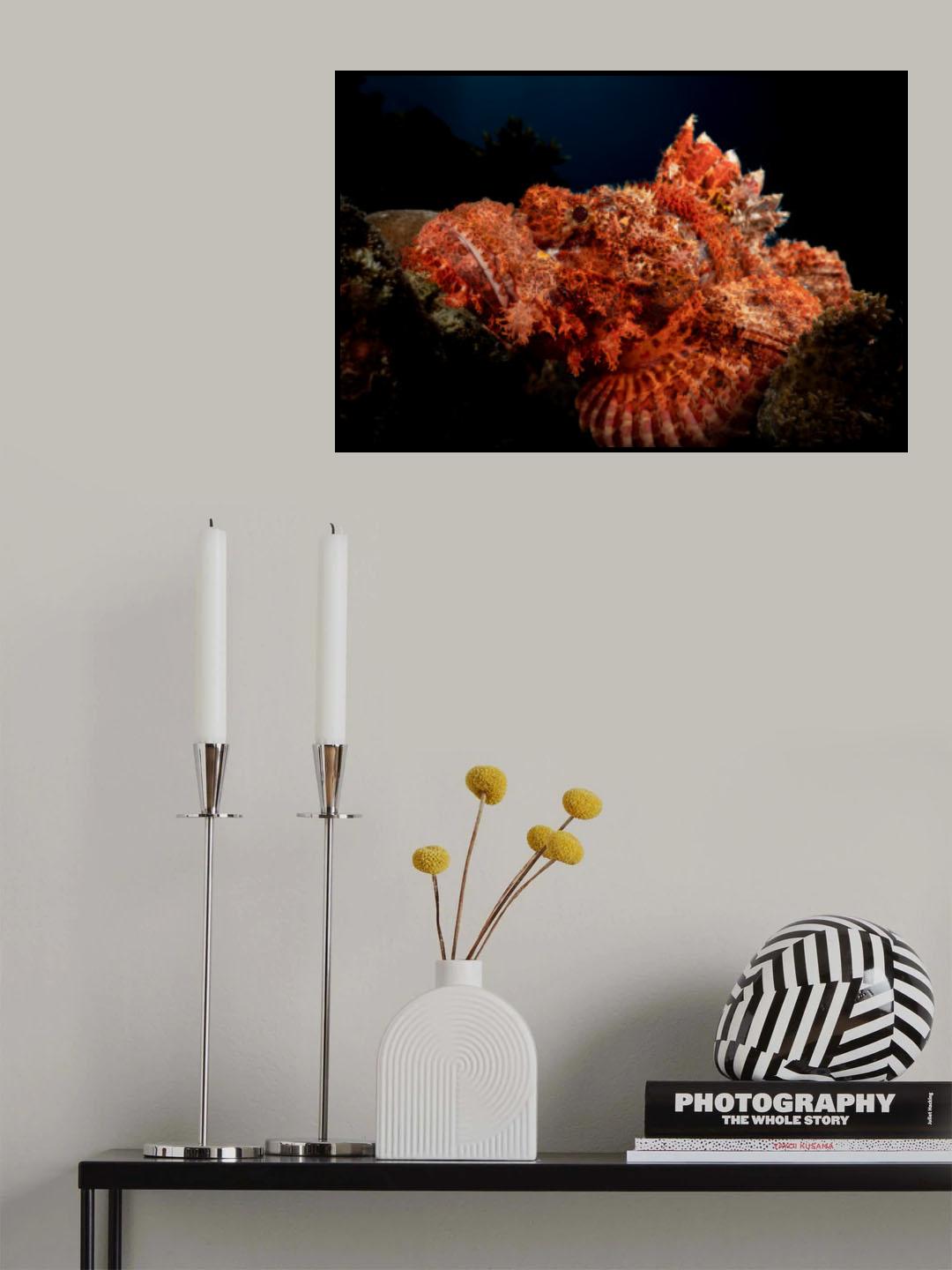 Scorpion fish Poster och Canvastavla