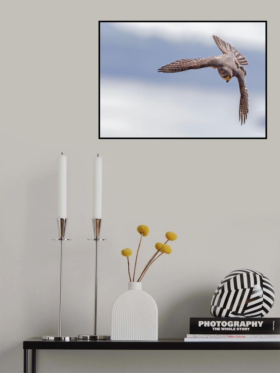 Karearea 78 Poster och Canvastavla