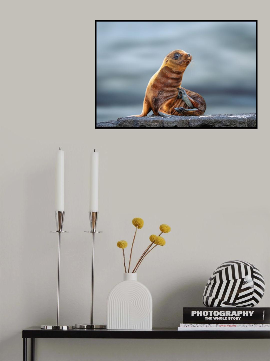Baby Seal Poster och Canvastavla