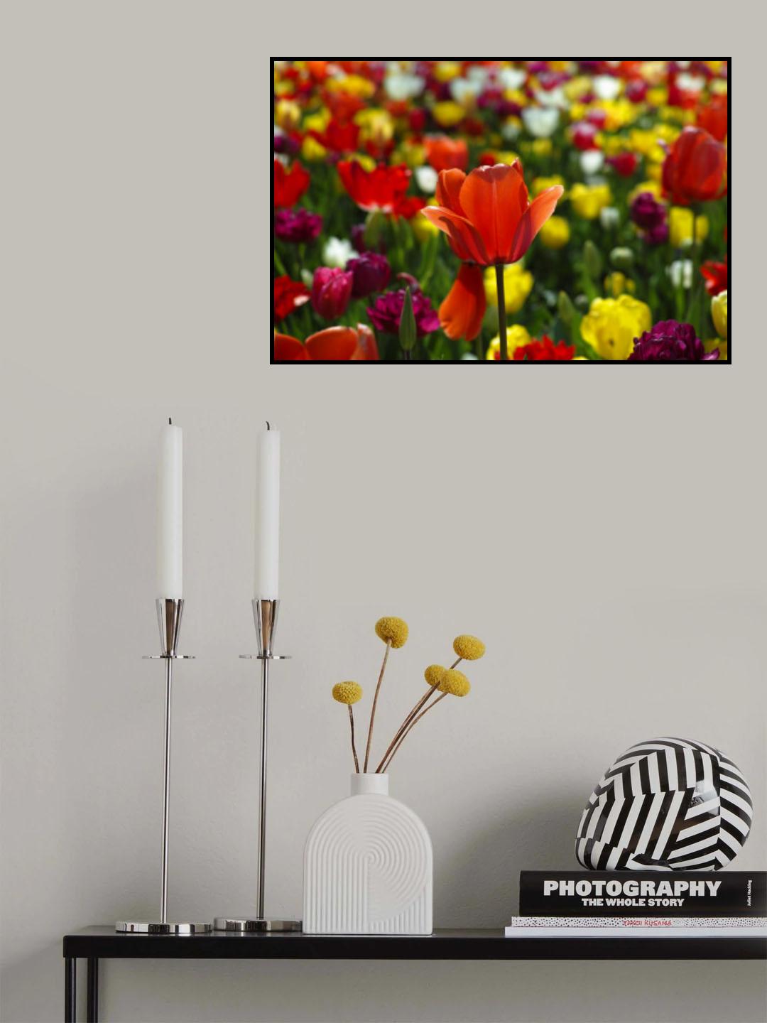colorful tulips Poster och Canvastavla