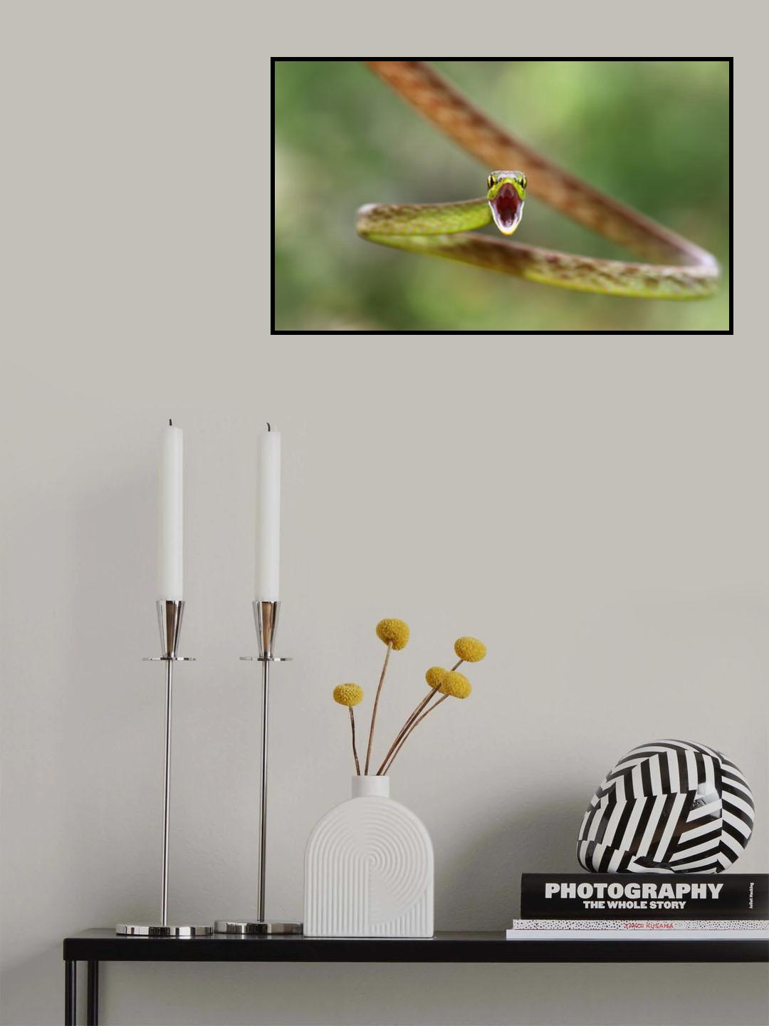 Green Parrot Snake - Costa Rica Poster och Canvastavla