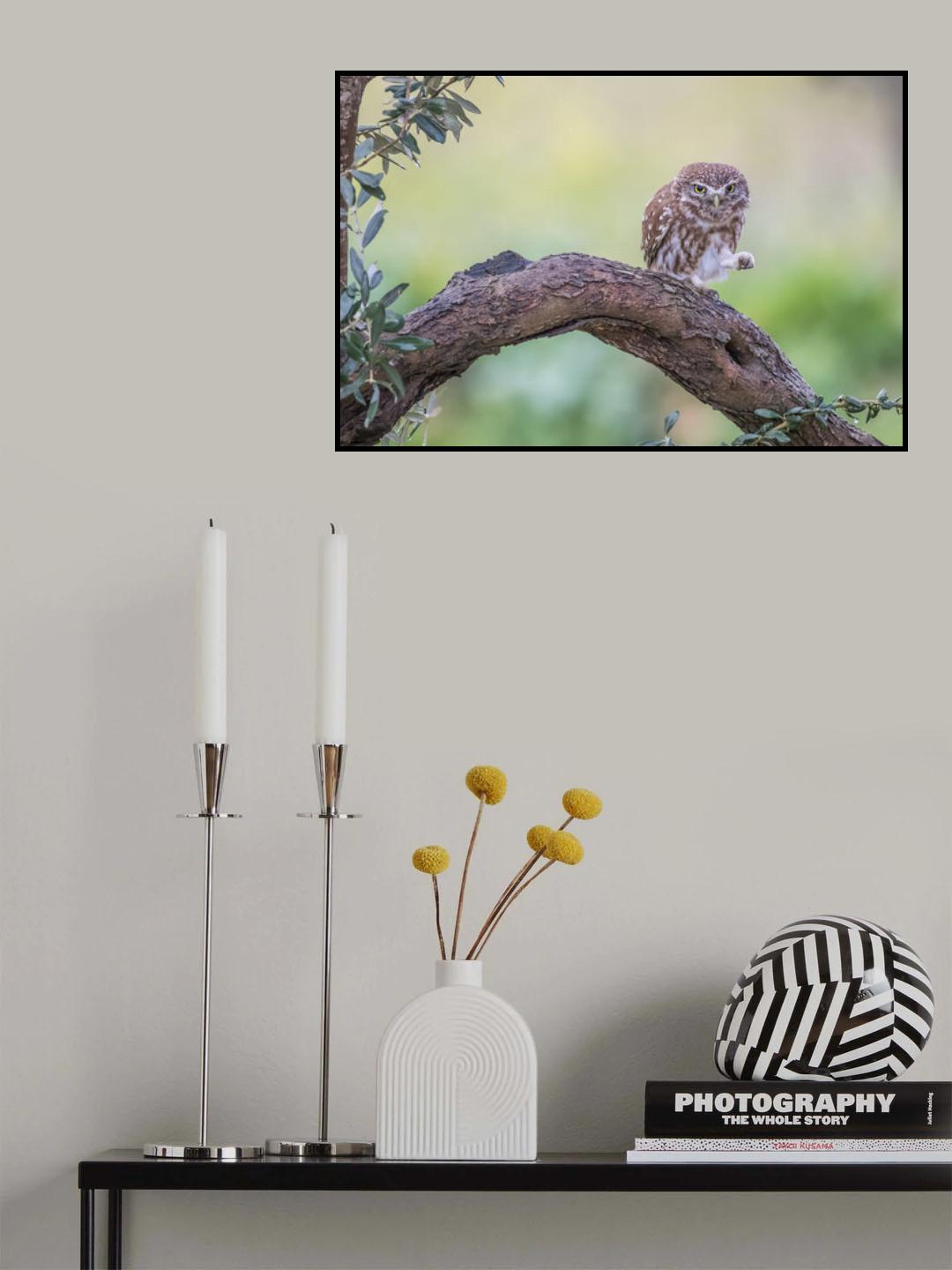 Athene noctua Poster och Canvastavla