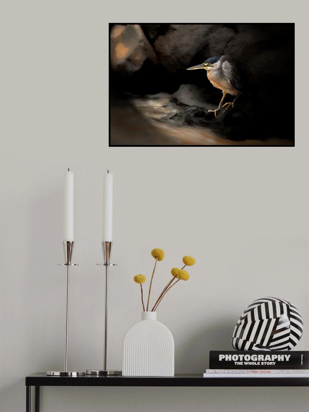 Striated Heron Poster och Canvastavla