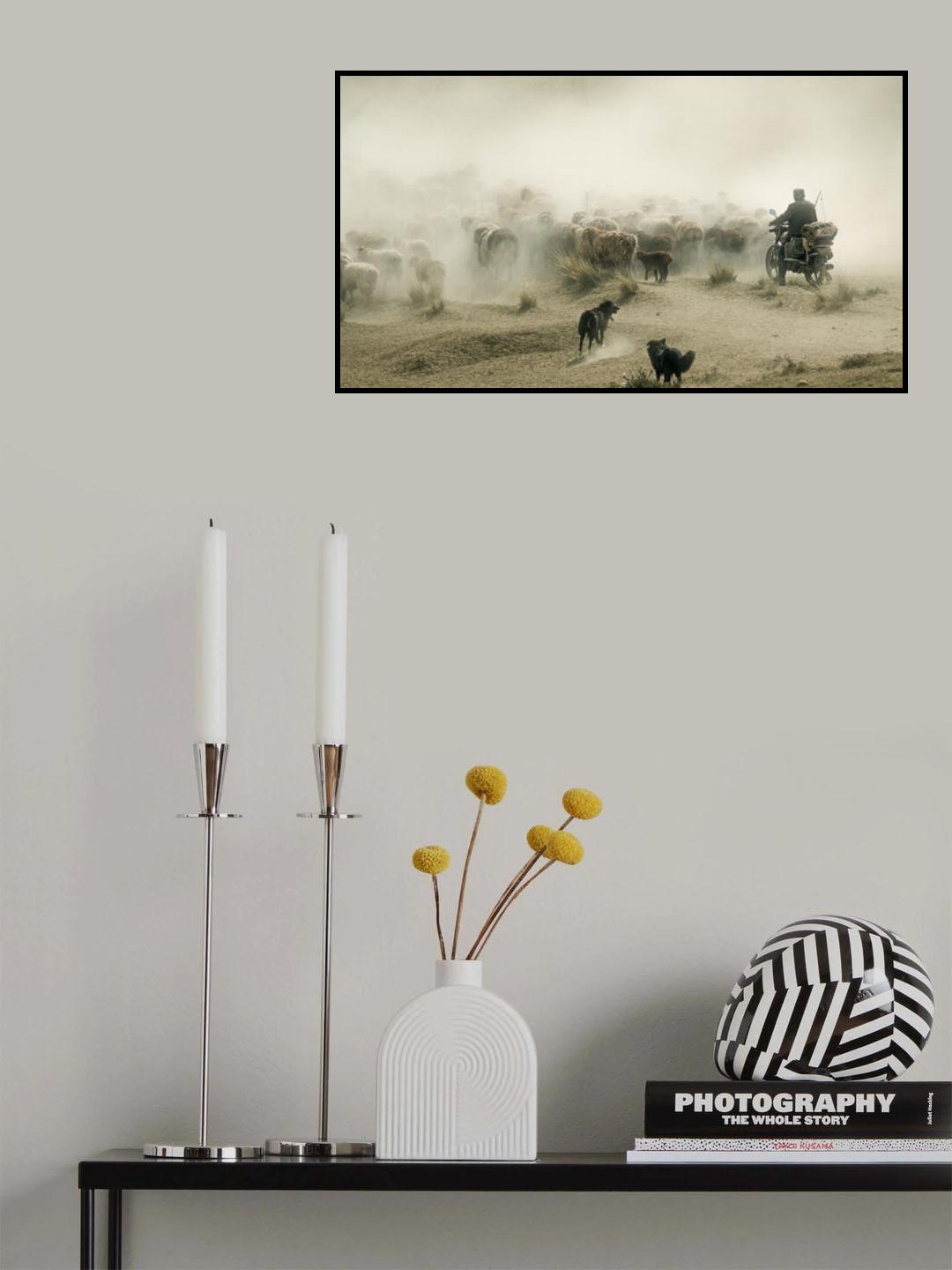 Ride a motorcycle to herd sheep Poster och Canvastavla