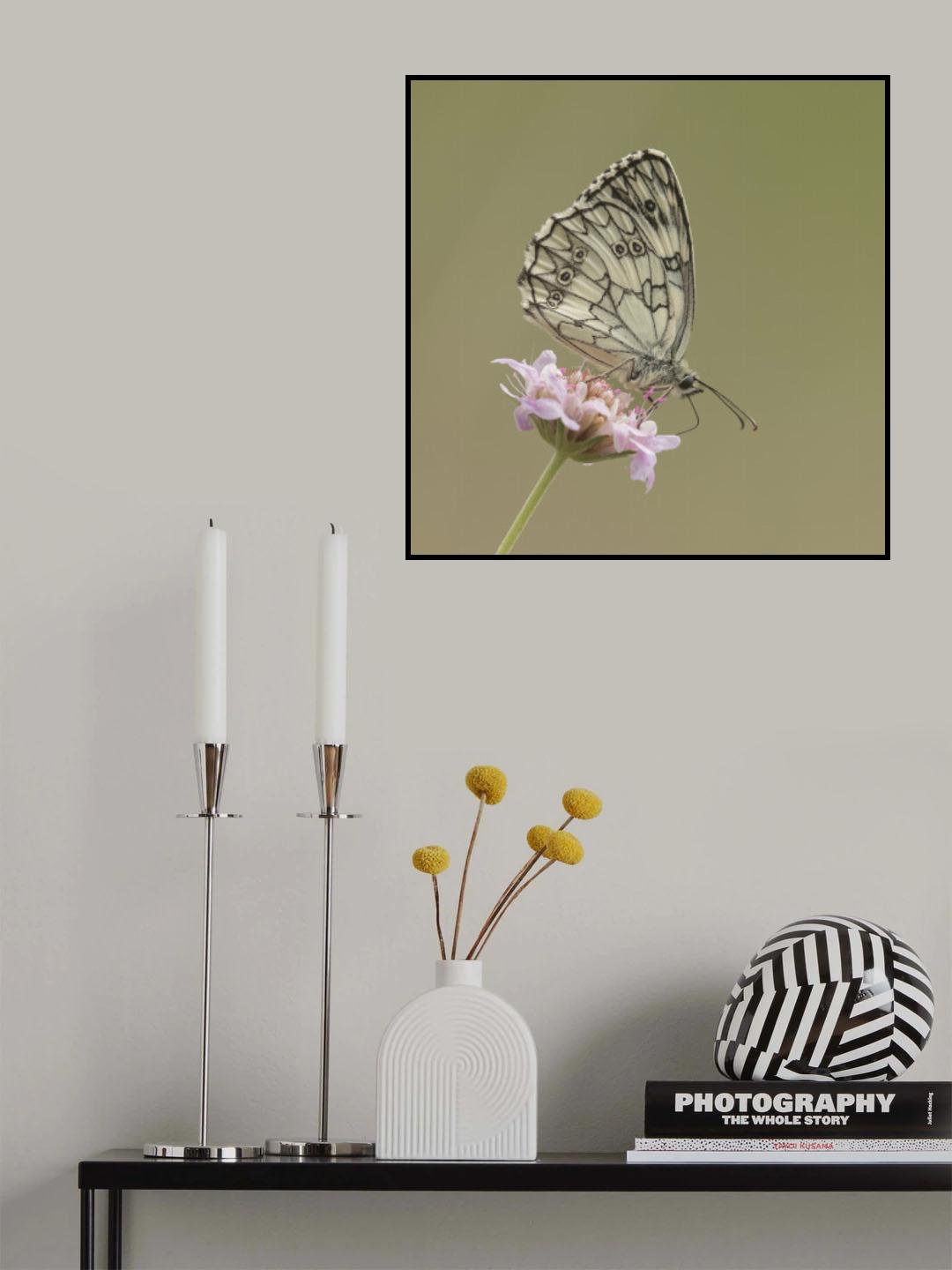 Marbled white. Poster och Canvastavla
