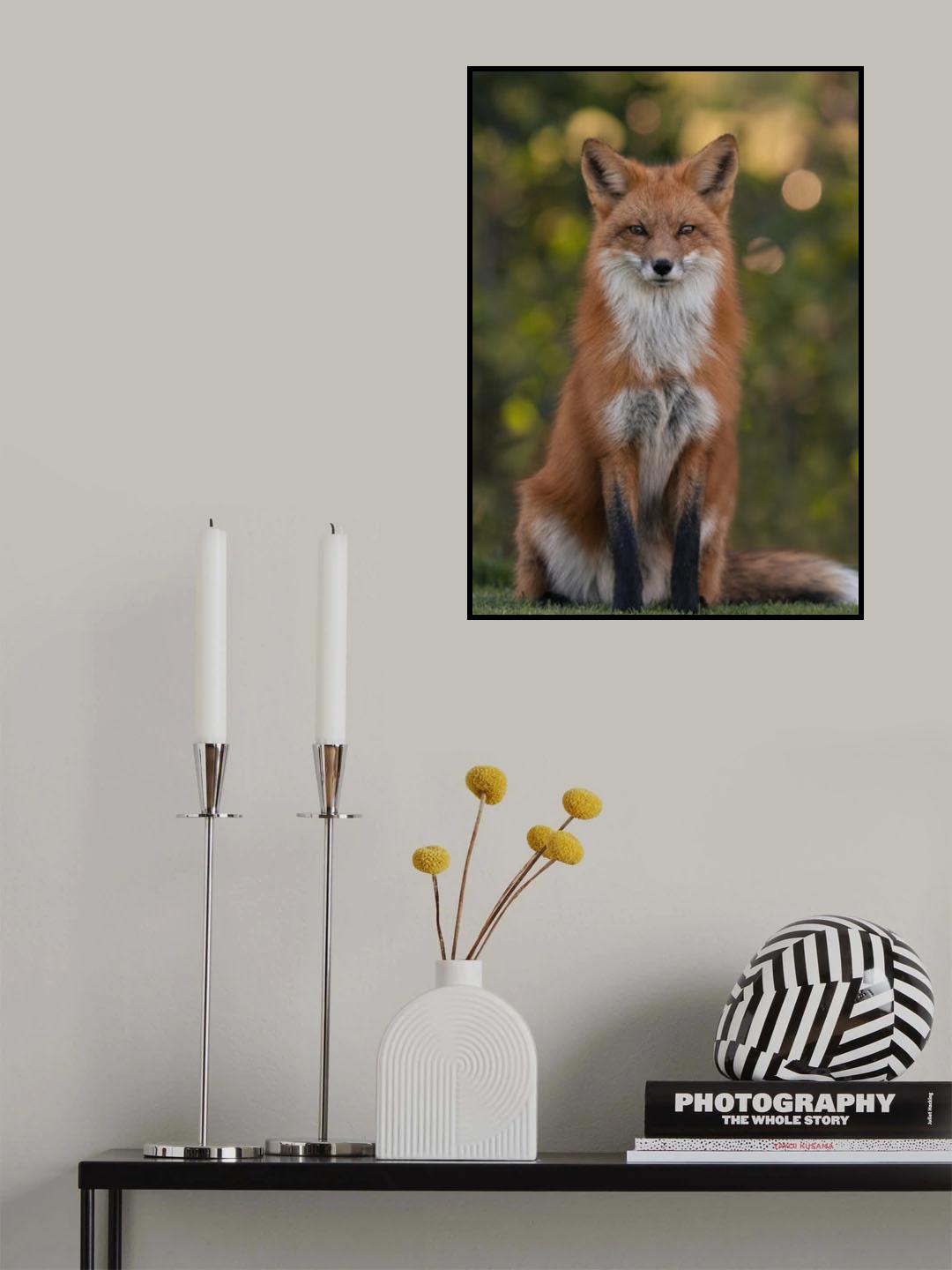 Red Fox Poster och Canvastavla