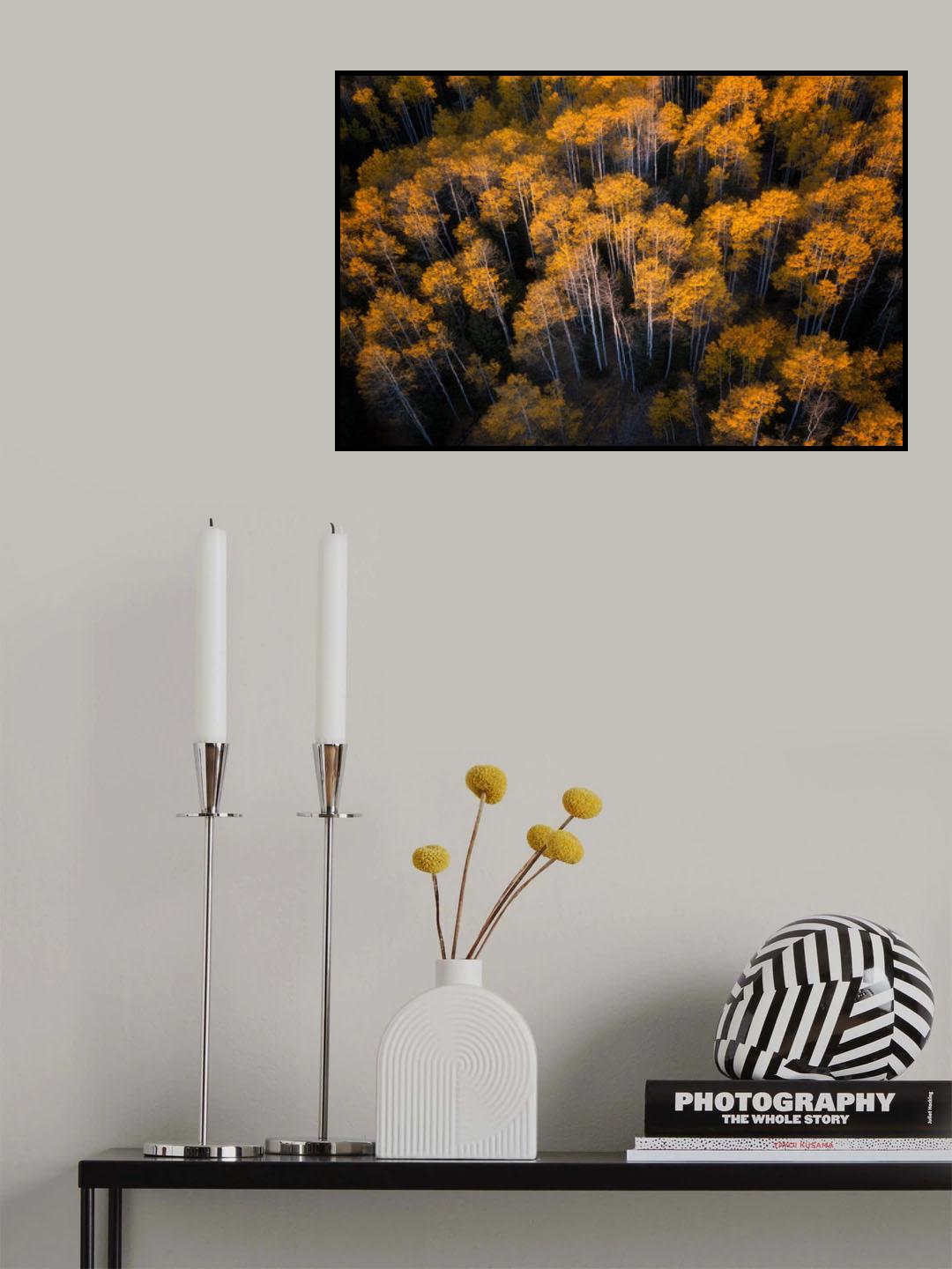 Aspen in Autumn Poster och Canvastavla