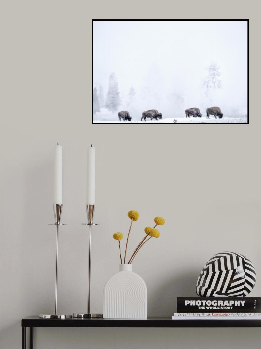 Four bisons Poster och Canvastavla